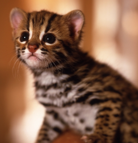 Sarez Zeus (90% Wild Blood F1 Male)
	- 24<SUP>th</SUP> April 2003